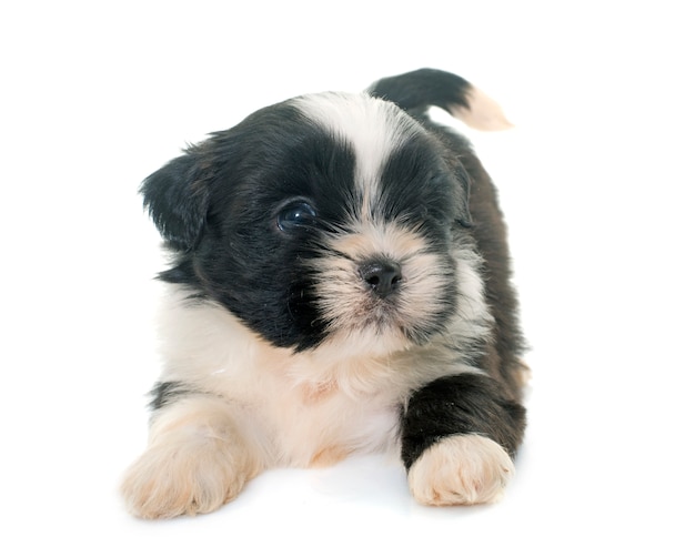 Cachorrinho shih tzu