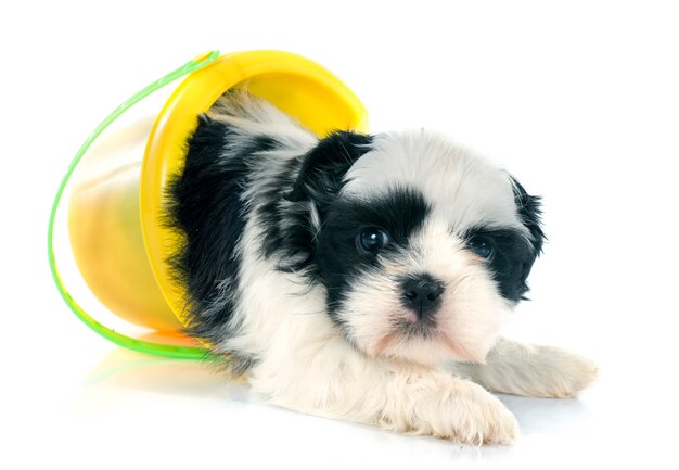 Cachorrinho shih tzu