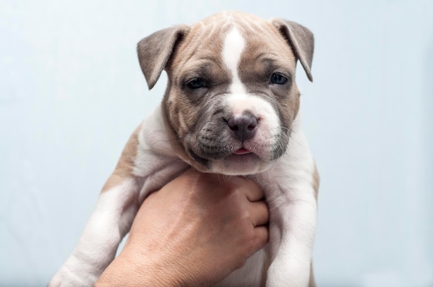 Foto cachorrinho stafford terrier