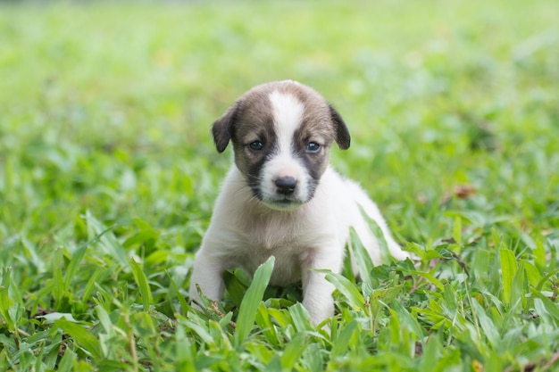 Cachorrinho tailandês sentado na grama