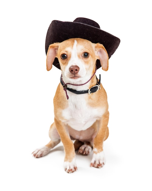 Cachorrinho usando chapéu de cowboy