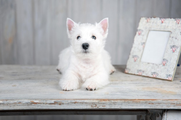 Cachorrinho West Highland White Terrier