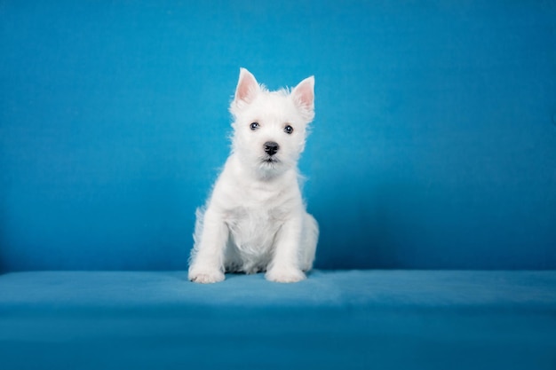 Cachorrinho west highland white terrier