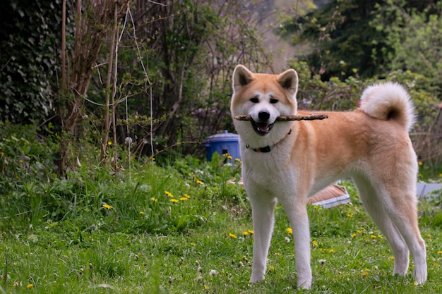 Cachorrinho XAAkita inu brinca com um pau