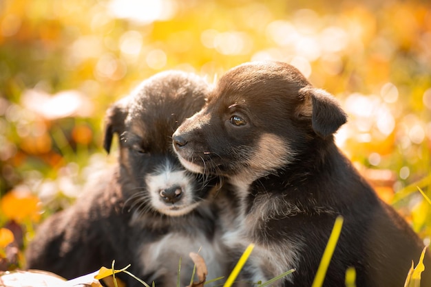 Cachorrinhos bonitos rodeados por brilhantes folhas de outono. Dois lindos cachorros cansados depois de brincar juntos, sentados perto um do outro