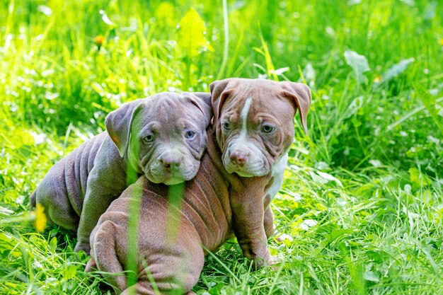 Cachorrinhos bonitos sentado entre flores amarelas na grama verde no parque. Ao ar livre. Papel de parede.