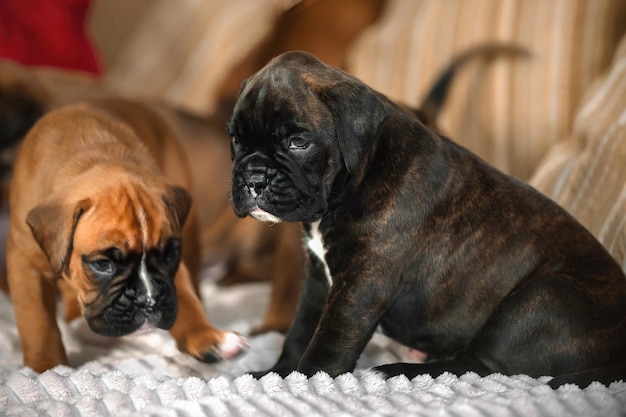 cachorrinhos boxer alemães brincam em casa no sofá