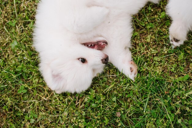 Cachorrinhos brancos brincando na grama verde durante a caminhada no parque. Adorável cachorrinho Pomsky fofo, um husky misturado com um spitz pomeranian