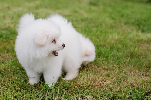 Cachorrinhos brancos brincando na grama verde durante a caminhada no parque. Adorável cachorrinho Pomsky fofo, um husky misturado com um spitz pomeranian