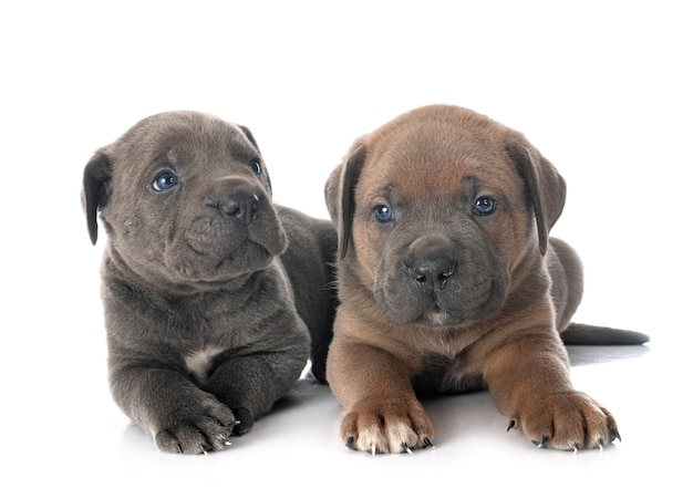 Cachorrinhos de mastim italiano em frente a um fundo branco