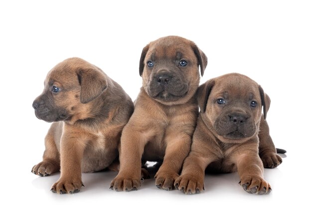 Cachorrinhos de mastim italiano na frente de branco isolado