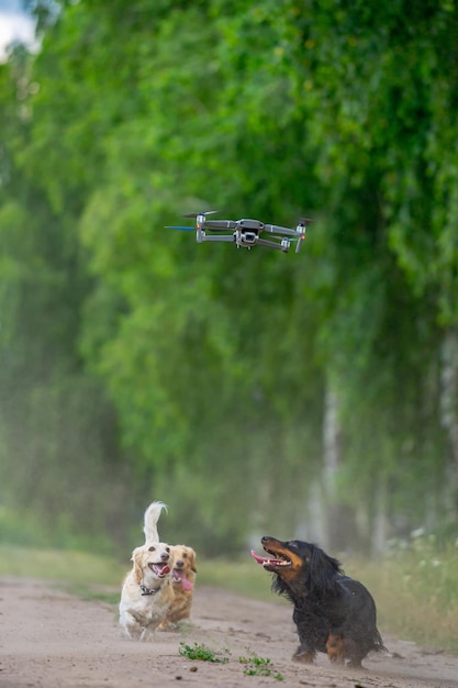 Cachorrinhos felizes se divertem com dron Cachorros engraçados fofos brincando com um dron Cachorrinhos atraentes correndo juntos