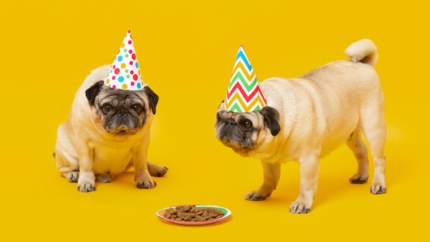 Foto cachorrinhos fofos comemorando aniversário isolado no amarelo