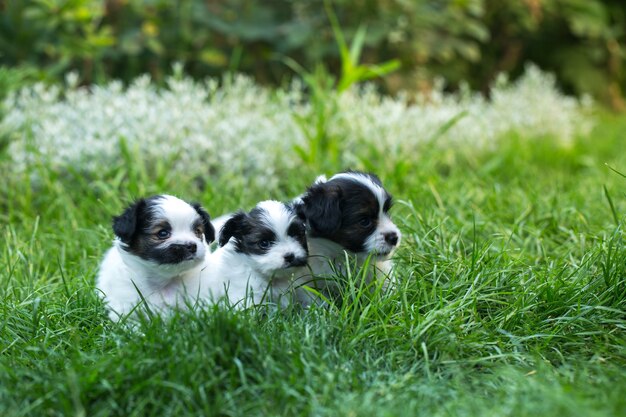 Cachorrinhos fofos papillon na grama verde