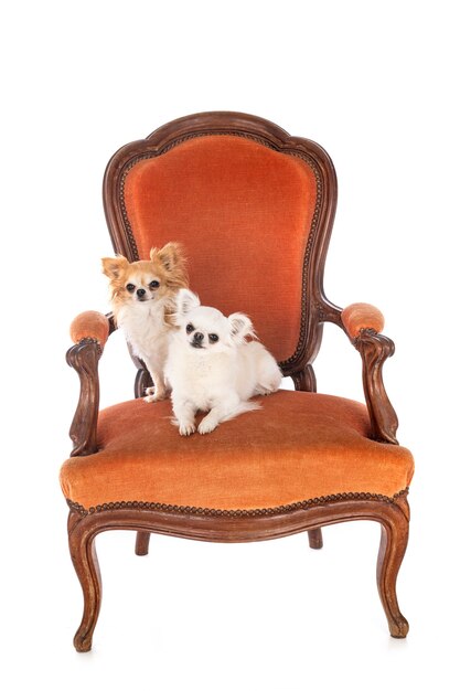 Cachorrinhos na cadeira em frente ao fundo branco