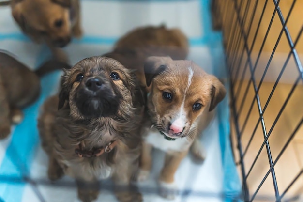 Cachorrinhos resgatados em um lar adotivo de um voluntário