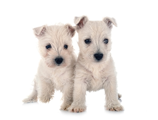 Cachorrinhos West Highland White Terrier na frente de um fundo branco