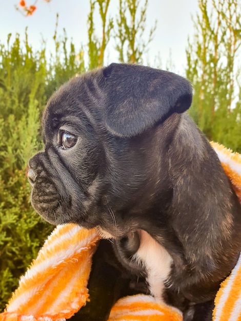 Foto cachorrito bulldog frances y su expresiones