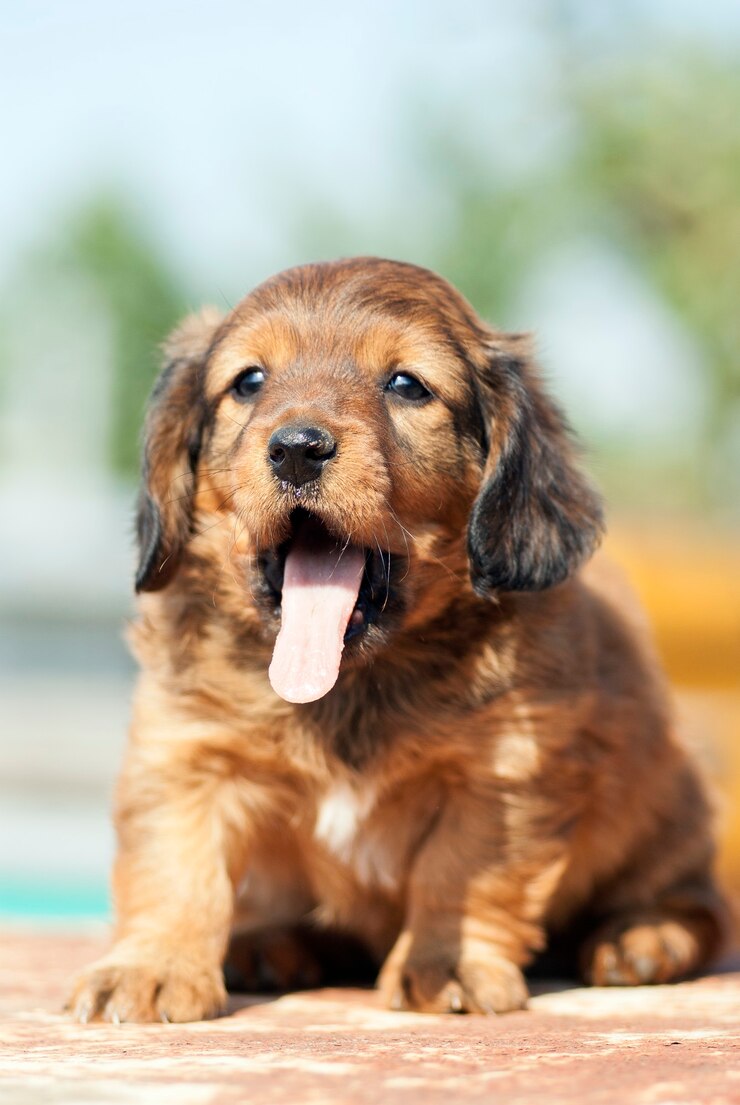 Foto un cachorrito con la lengua fuera.