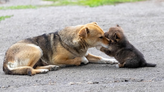 Un cachorrito marrón está jugando con su perra madre
