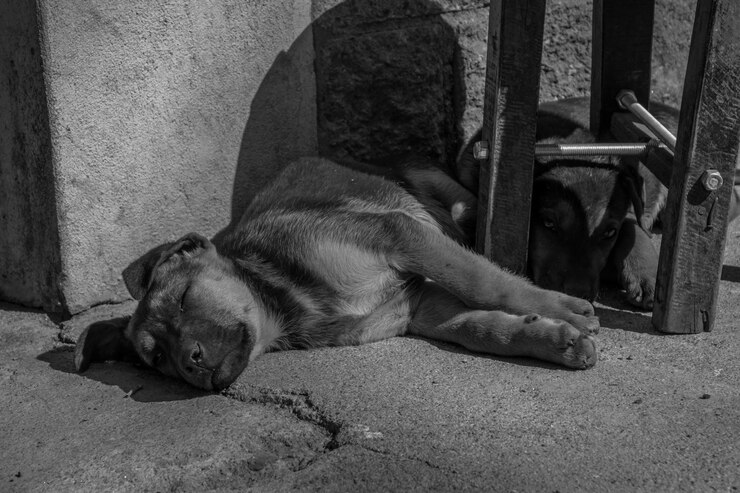 Foto cachorro a dormir.