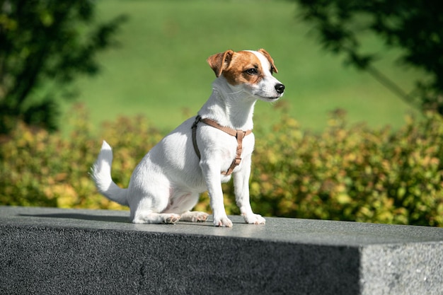 Un cachorro activo de perro jack russell terrier caminando al aire libre concepto de vida animal de acción veterinario