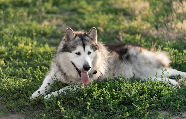 Cachorro adorável descansando na grama verde sob o sol quente do verão