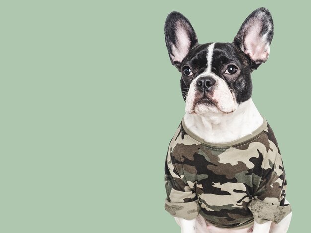 Foto cachorro adorável e camisa militar em close-up dentro de casa