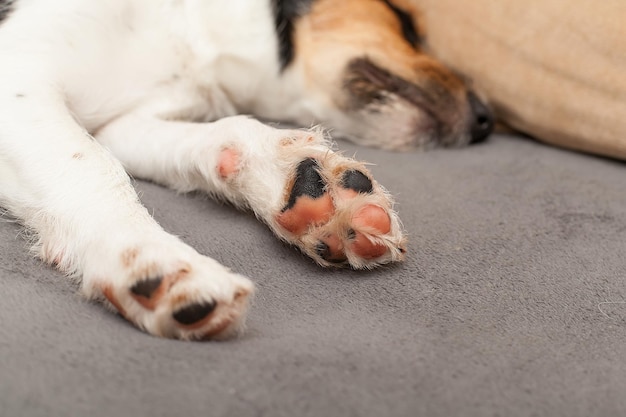 Cachorro adorável, mas triste e solitário, deitado no sofá