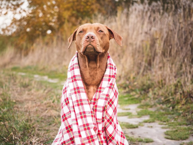 Cachorro adorável sentado na grama outono