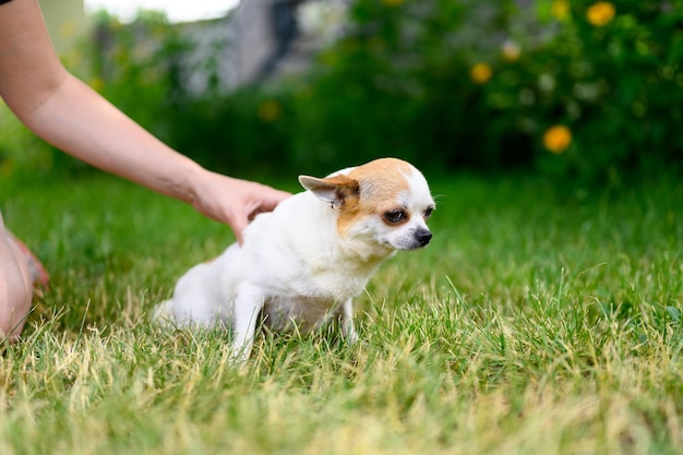 Cachorro adulto chihuahua de color blanco se sienta con las orejas aplanadas en la hierba Mantenga al perro con la mano