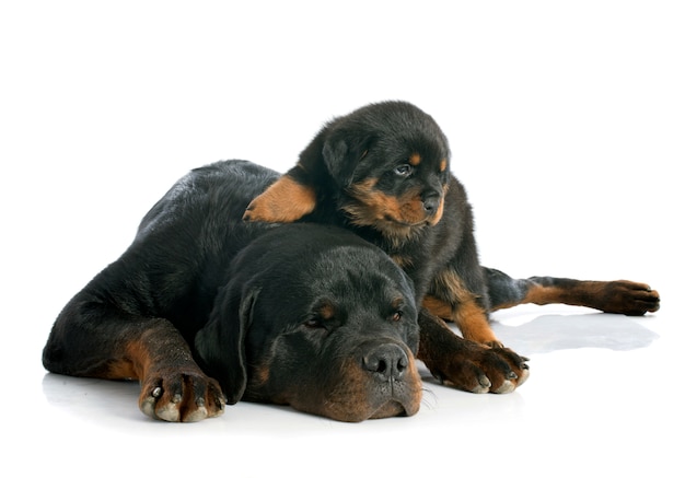 cachorro y adulto rottweiler