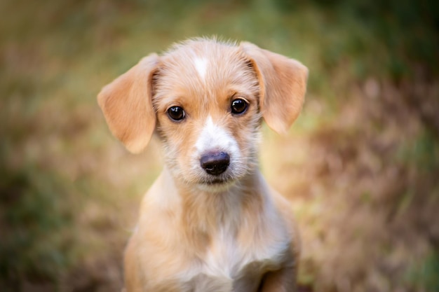 Cachorro afuera luciendo triste y abandonado