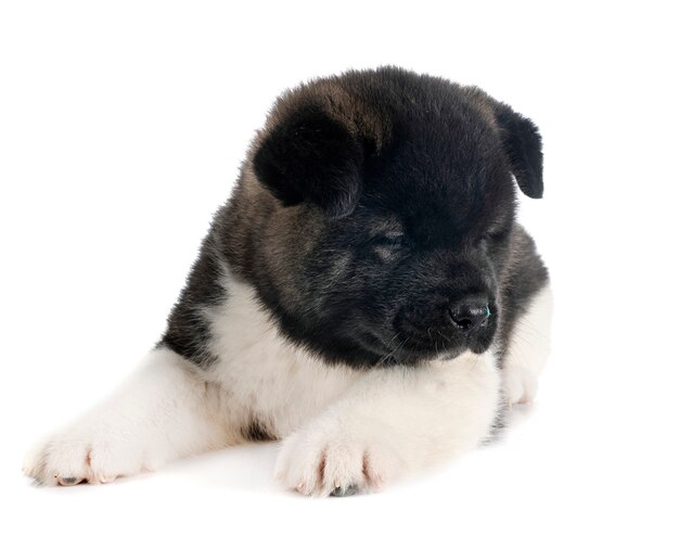 Cachorro akita americana