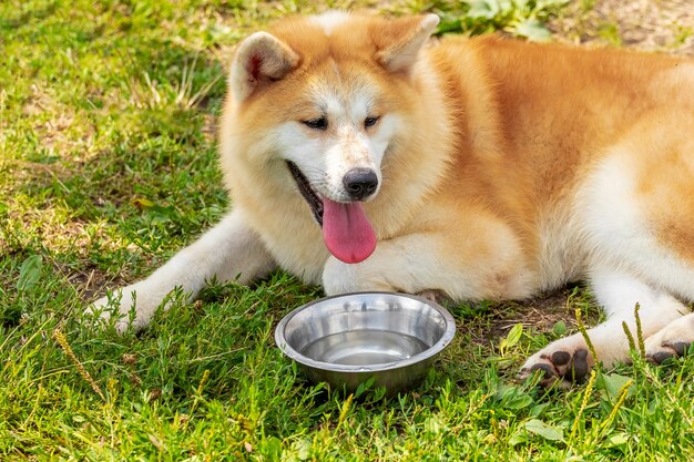 Cachorro Akita em frente a um prato de água em um dia quente de verão