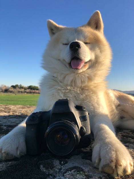 Cachorro akita inu com uma câmera