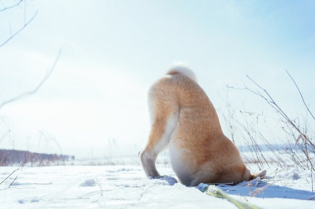 Cachorro de Akita inu enterró su cabeza en la nieve en un campo nevado por la tarde