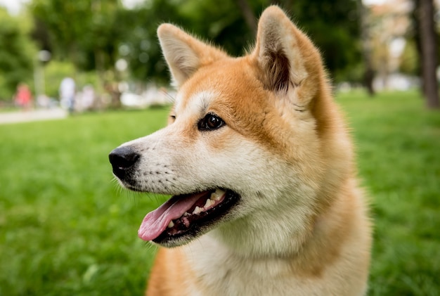 Cachorro Akita Inu fofo no parque