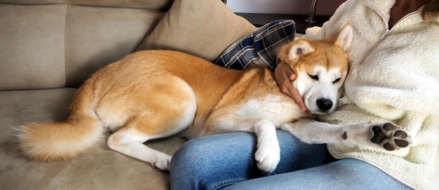 Cachorro Akita Inu grande e mulher descansando juntos no sofá