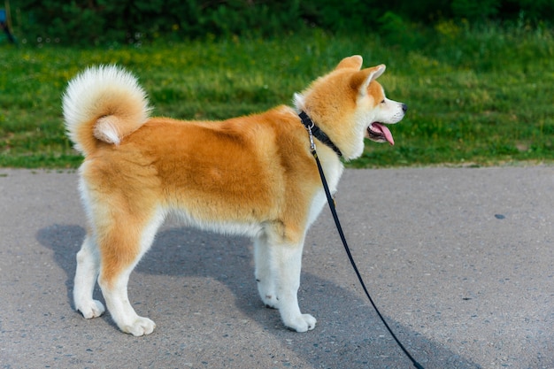 cachorro akita inu parado em uma estrada de asfalto cinza