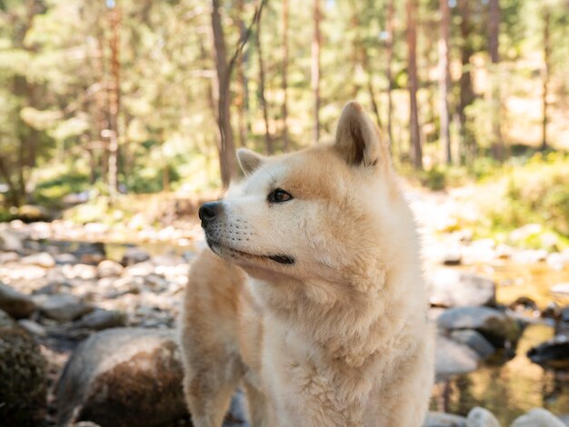 Cachorro Akita Inu perto de um rio na floresta