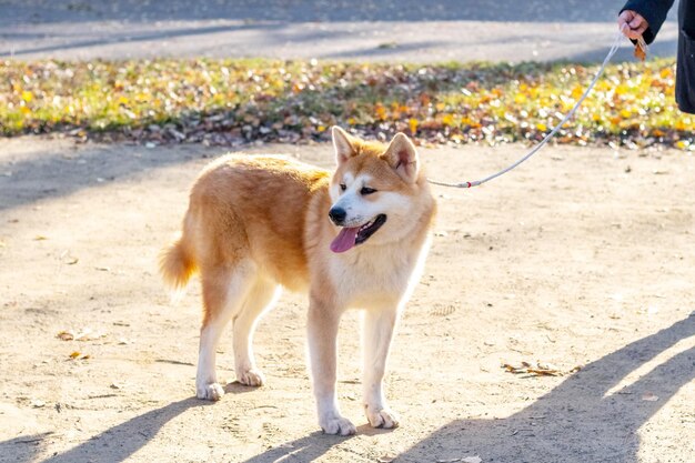 Cachorro Akita na coleira em um parque de outono em um beco