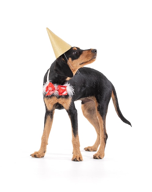 Cachorro al final del año con un sombrero puntiagudo dorado.