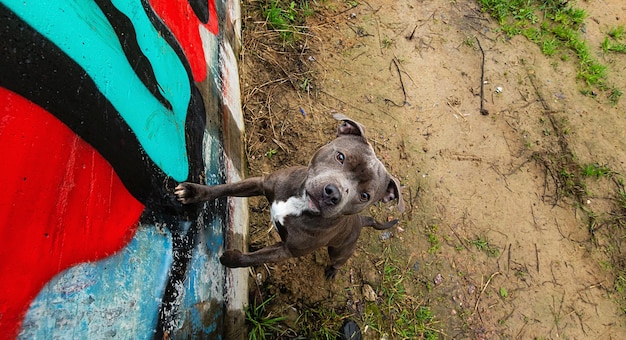 Cachorro alegre e ativo em uma parede de graffiti na rua