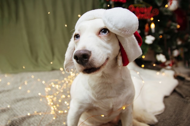 Cachorro de alegría celebrando la Navidad con un sombrero de santa claus.