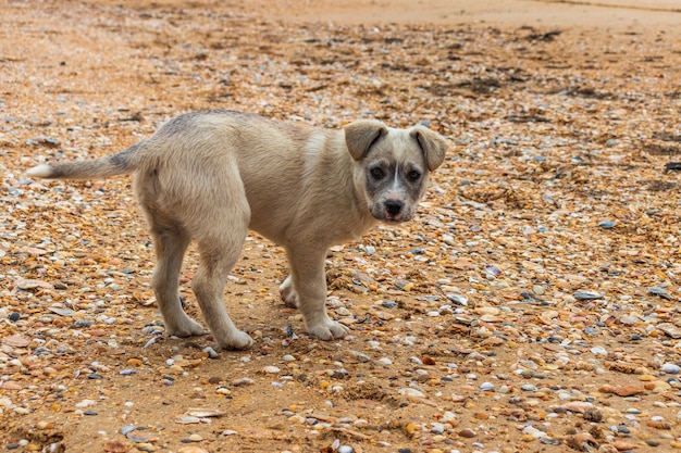 Cachorro amarelo na praia