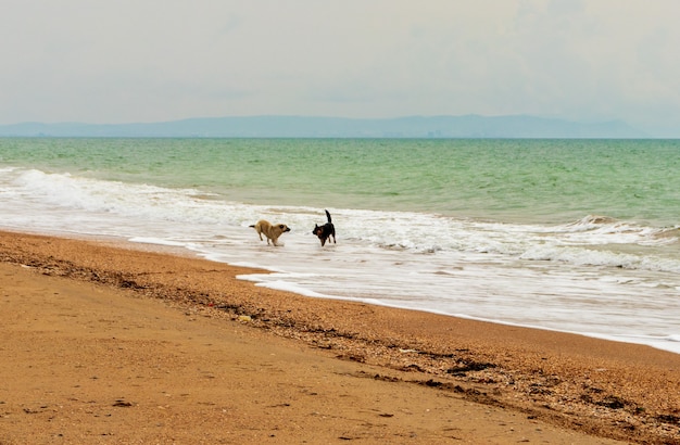 Cachorro amarelo na praia