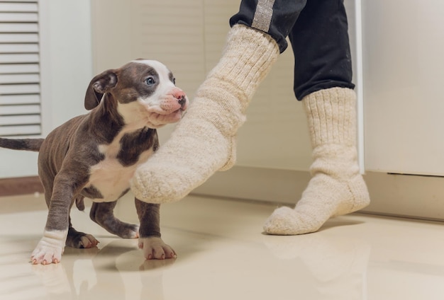 Cachorro de American Bully azul desconcertado curiosamente caminando hacia adelante con su boca