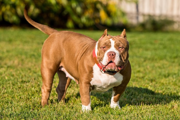 El cachorro de American Bully de color rojo está sobre hierba verde