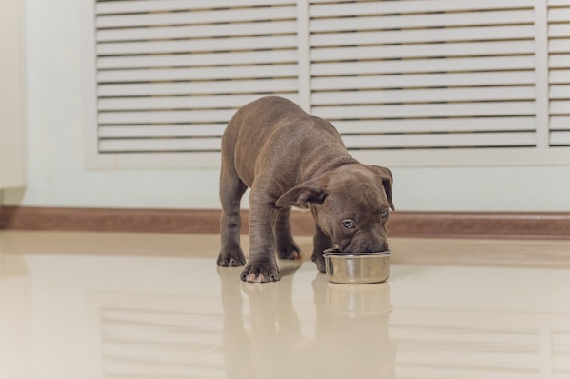 Cachorro American Bully comiendo